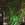 Center Parcs, Le Bois aux Daims, Serre 02